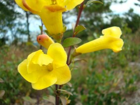 Aureolaria flava False Foxglove